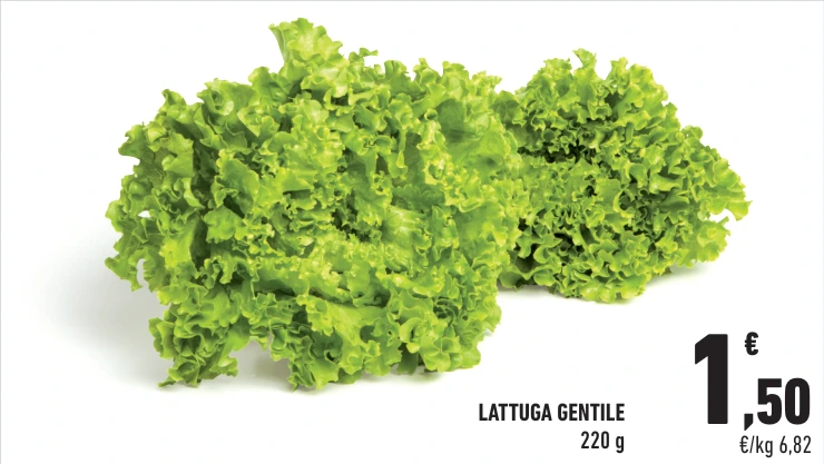 LATTUGA GENTILE