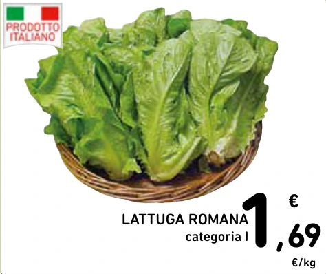 LATTUGA ROMANA